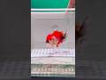 Stunning Oranda Goldfish | Bright Red with Soft White Accents #aquarium #fishtank #tools