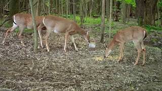 DEER 2017 0516 Cam28 VID0190 Two Pregnant Does