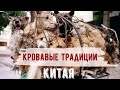 Китайские традиции | Они едят собак? | Фестиваль поедания собак в Китае