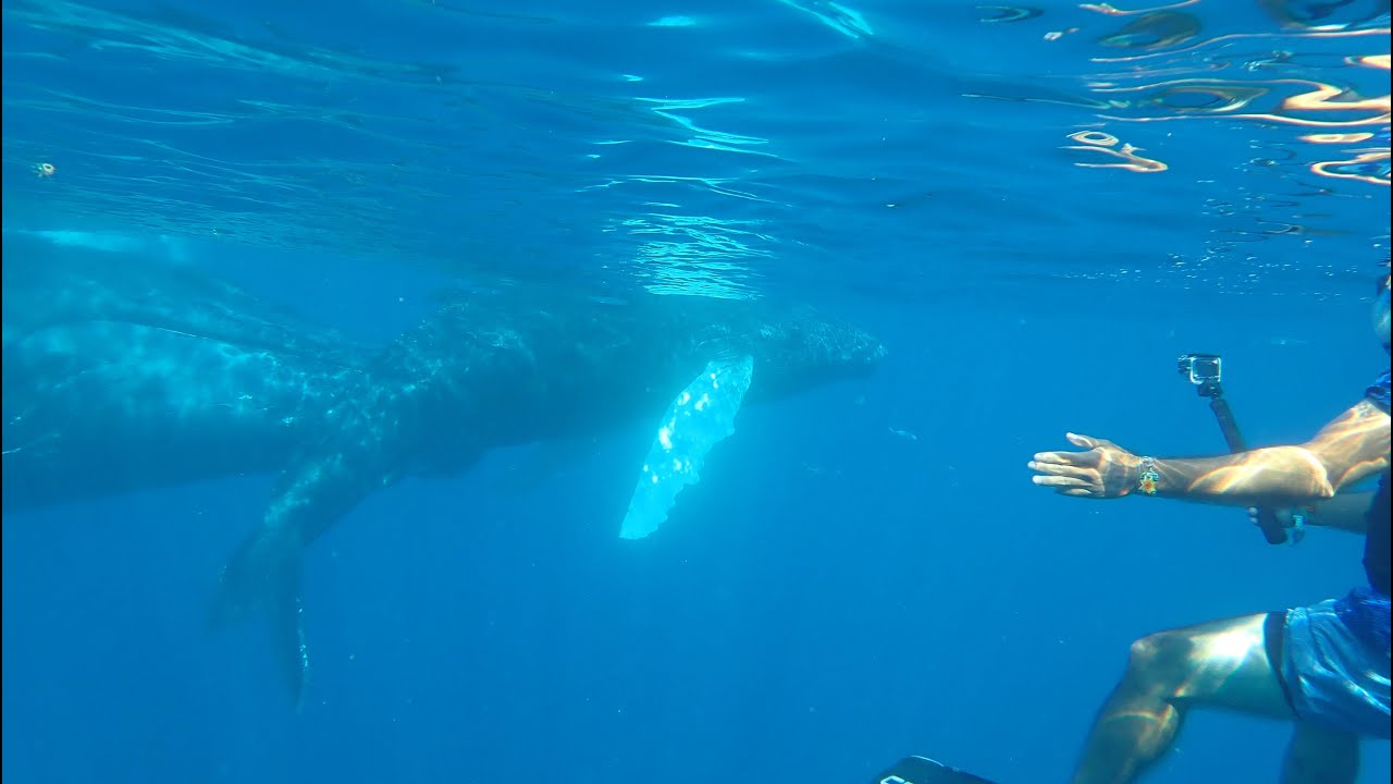 2023 03 Silver Banks Snorkeling with Humpback Whales