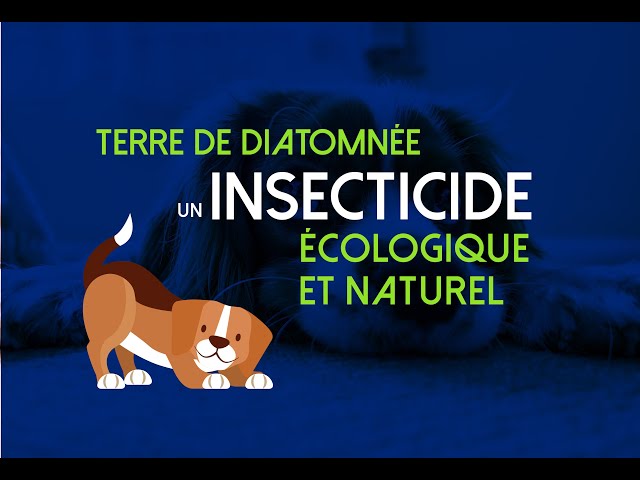 Autour des Plantes - Comment appliquer la terre de diatomée chez un chien?  