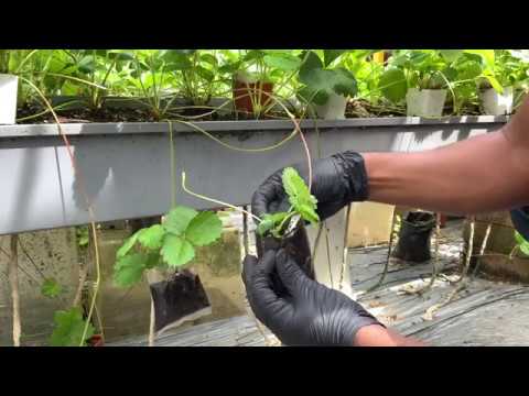 Video: Bekas Berkebun Strawberi - Penjagaan Tumbuhan Strawberi Dalam Pasu