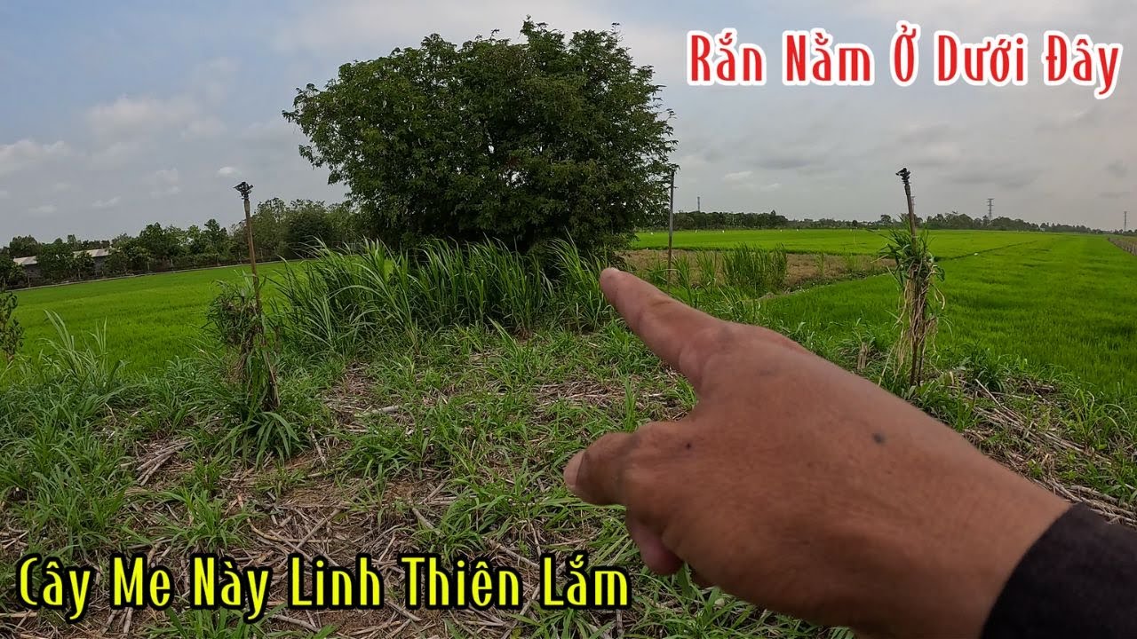 Nghe Nói Là Dưới Gốc Cây Me Này Có Con Hổ Mang To Lắm | Mười Thương SB