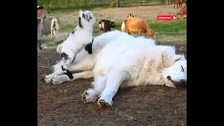 Baby Goats Jumping on Sleeping Great Pyrenees #Babygoatvoice