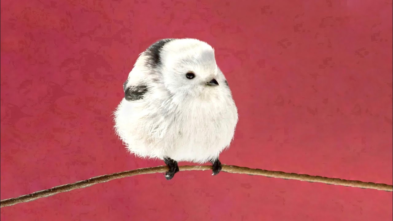 long tailed tit القرقف طويل الذيل 