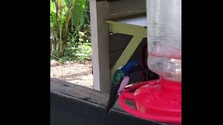 Close Up On A Hummingbird Getting Some Water