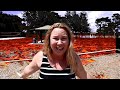 The Floor Is Lava At A Park | OMG Pets