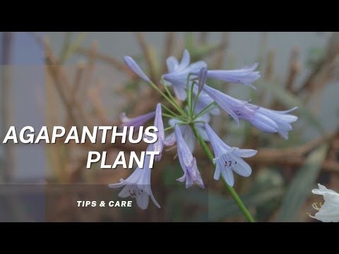 Видео: Агапантусын өвлийн арчилгаа - Агапантусыг өвлийн улиралд хэрхэн арчлах талаар суралцаарай