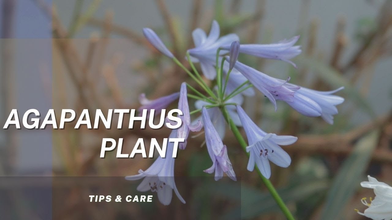 Caring for your Agapanthus during Winter Season