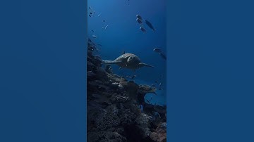 Incredible footage 😍🐢 #seaturtle #turtlephotography #ocean #turtleart
