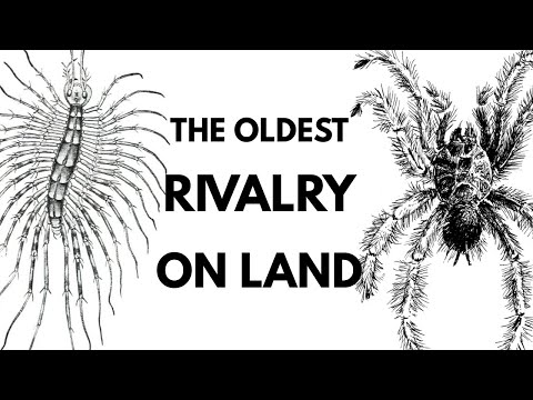 Spiders Vs Centipedes