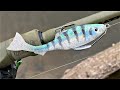 An Epic Little Bait Fish | Inject to Catch