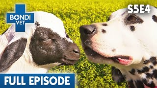 Orphan Lamb Adopted By Dalmatian  | Bondi Vet Season 5 Ep 4 | Bondi Vet Full Episodes | Bondi Vet