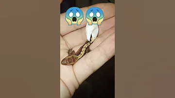 Lizard Egg Hatching In Hand Shorts 