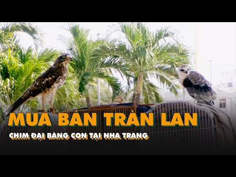 Video Mua bán tràn lan chim đại bàng con tại Nha Trang - youtube