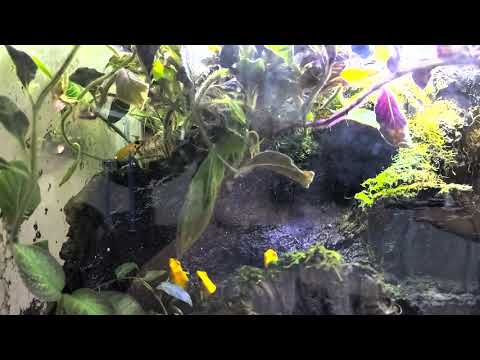 Capa de Phyllobates Bicolor Calling.