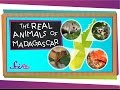 The Real Animals of Madagascar | Animal Science for Kids