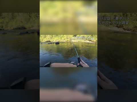秋の札幌市内でニジマスを狙う#ルアー #渓流 #ニジマス #釣り
