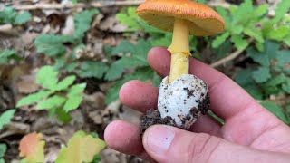 Грибное место Крыма 😱 Деликатесные грибы. Мухомор Цезаря, Лисички, Мокруха, Пантерный Мухомор 🍄