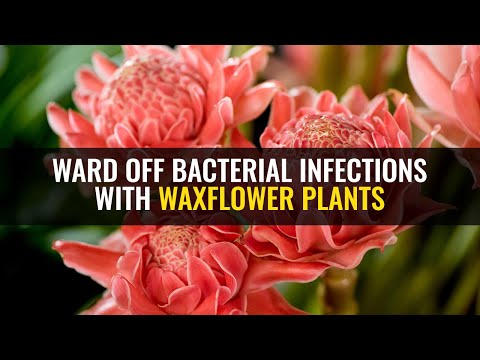 Ward off bacterial infections with waxflower plants