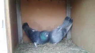 Паровка николаевских голубей