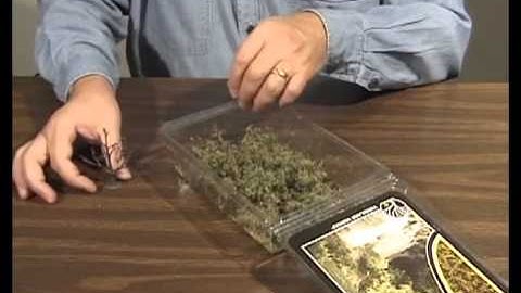 Model Scenery Made Easy - Modeling Trees