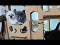 Kittens in the big room 2020-10-19