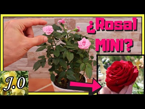 Como cuidar los rosales
