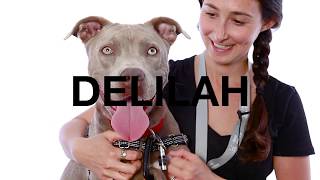 Adopt Delilah at NKLA