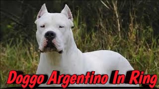 Doggo Argentino Amazing Best Moments || Kci Dog Show 2019 || Part 3 || SCOOBERS