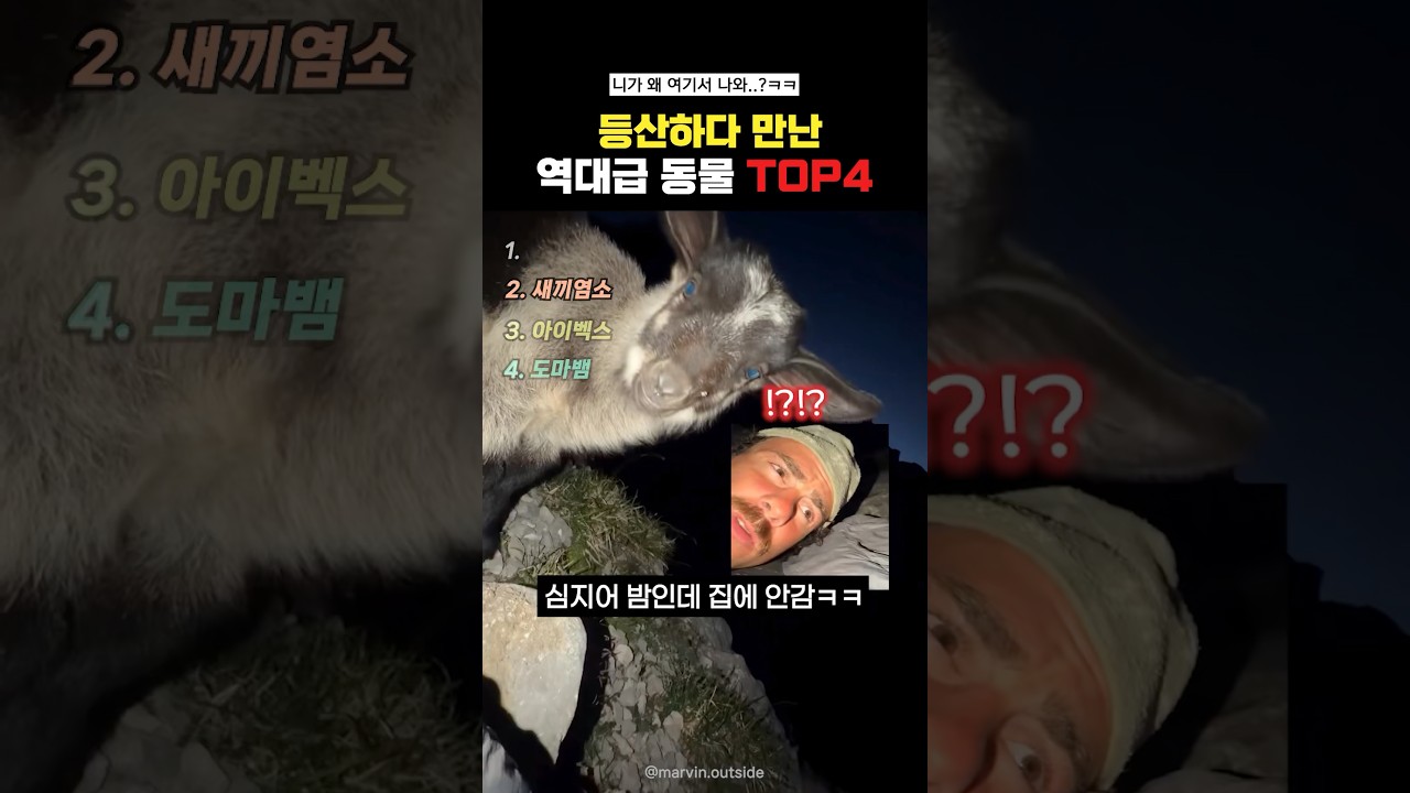 등산하다 만난 역대급동물Top4