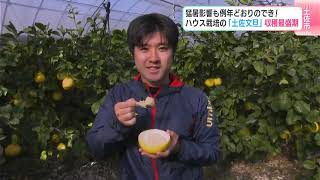 文旦　土佐文旦　ハウス栽培　　39 ハウス土佐文旦」3玉入(約1.5kg)【贈答用】 | 高知野菜・果物のお