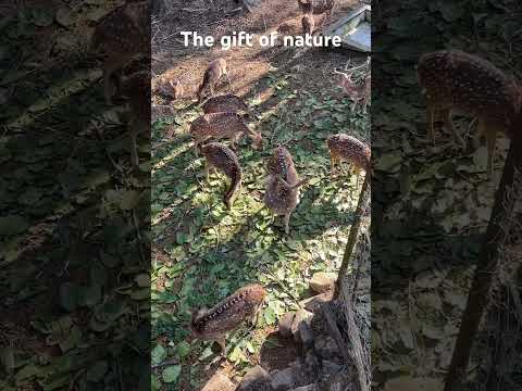 Wild Animals in their natural landscape #bollywood #love #animals