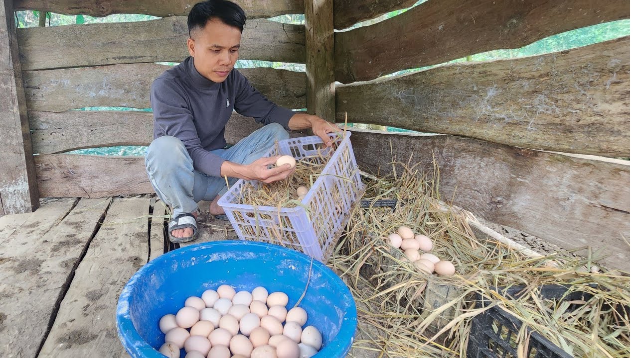 Первые яйца из нашего каменного дома