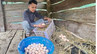 Download Lagu The First Eggs from Our Stone House MP3