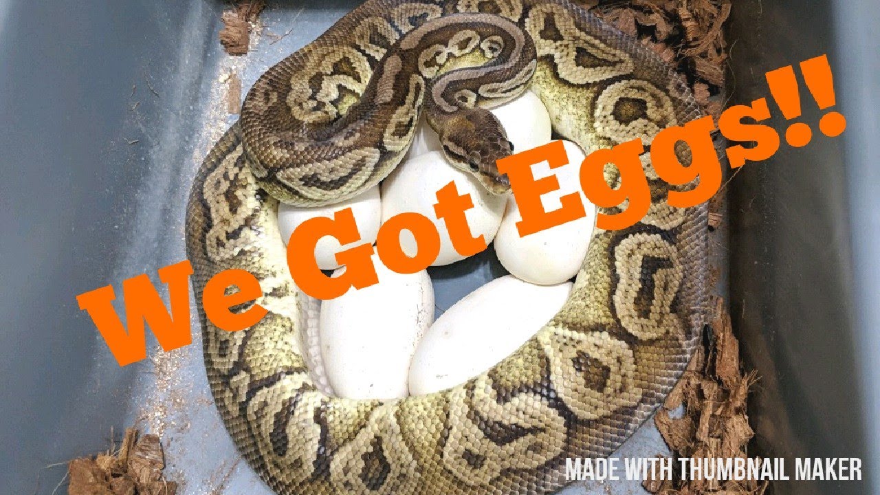 ball python breeders in ohio 2019's first clutch is finally here!