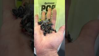 Celebrity Innovative Bucket Fly Trap! #cooltools #innovation #NHS Profile