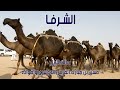 مسيرة منقية الشرفا مالك الإبل حسن بن مبارك القريني الدوسري واخوانه 2016 م 