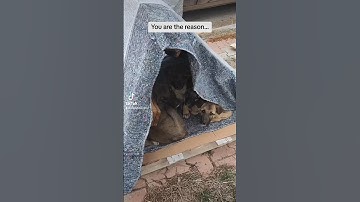 Can you be the one to help these puppies??🙏 #shorts