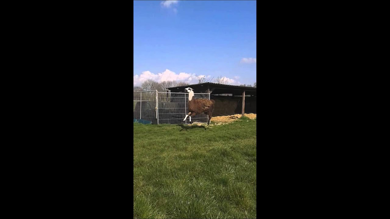 Bild från Lycklig Lama