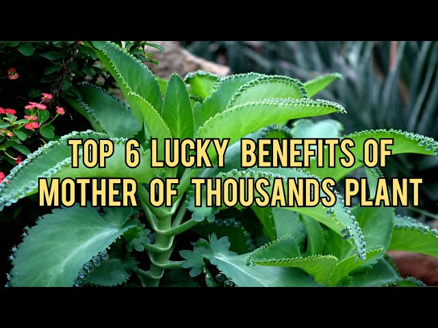 Top 6 Lucky Benefits of Mother of Thousands Plant - YouTube