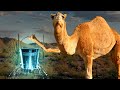 How Camels Can Go Weeks Without Water