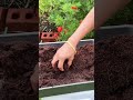Coco peat for Fast seed germination