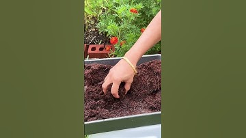 Coco peat for Fast seed germination