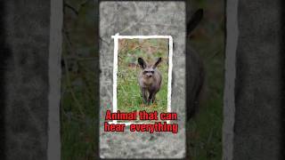 Bat-eared Fox – The Furry Radar on Legs #animals #facts #fox