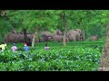 Elephant Sighting At Tea Garden Of Dooars.