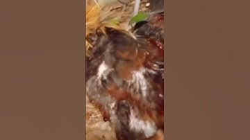 tso qaib qus hmo ntuj