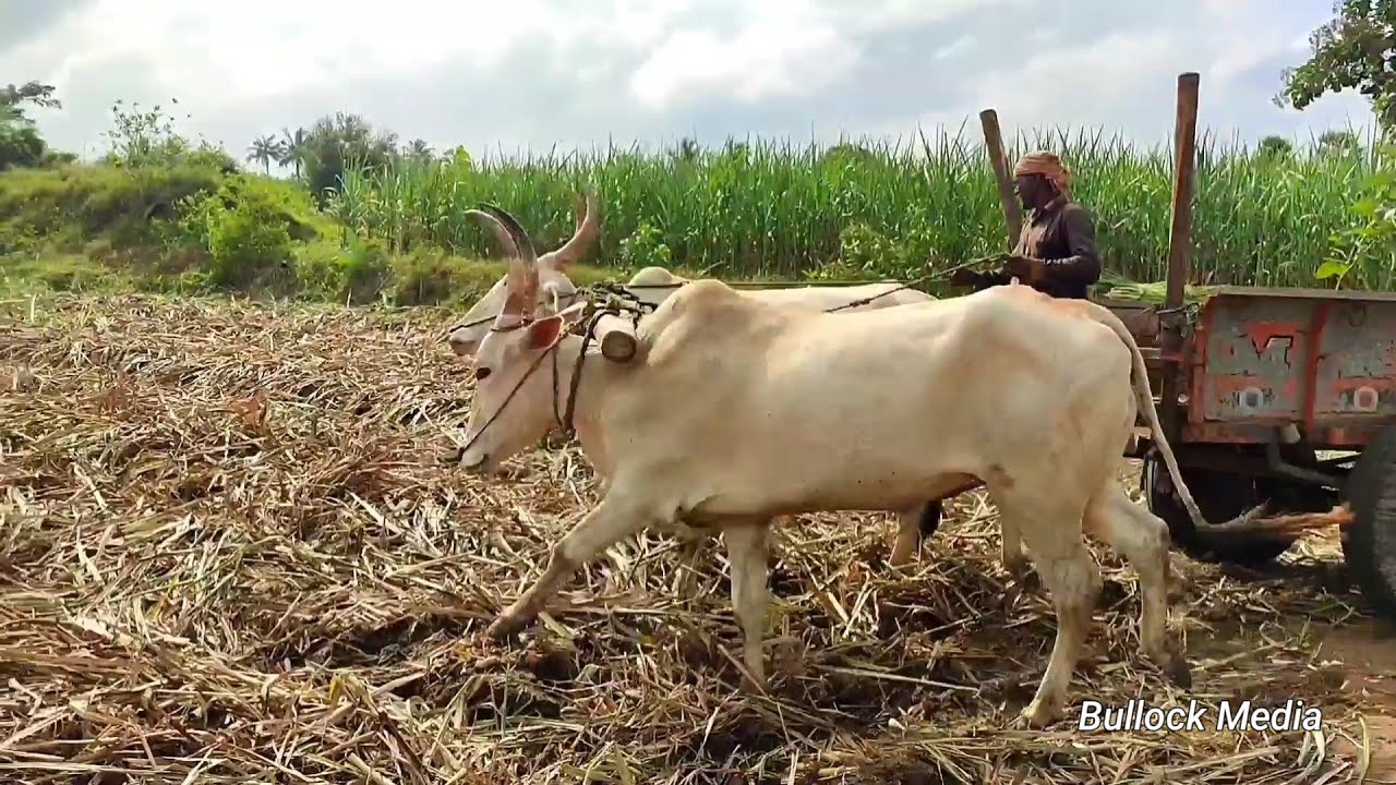 Bullock Cart Ride | Bullock Cart Race | Bullock Cart Videos | Bull Farming Videos | Bullock Media