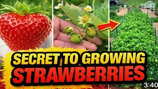 You Can Grow Strawberries!