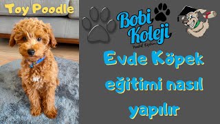 Evde köpek eğitimi ile Yavru Toy Poodle Eğitimini tamamladı. İzmir köpek eğitimi.